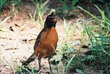 SpringRobin.jpg image by sherimarie61