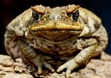 canetoad.jpg image by highway100